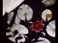 Water Lilly Slide